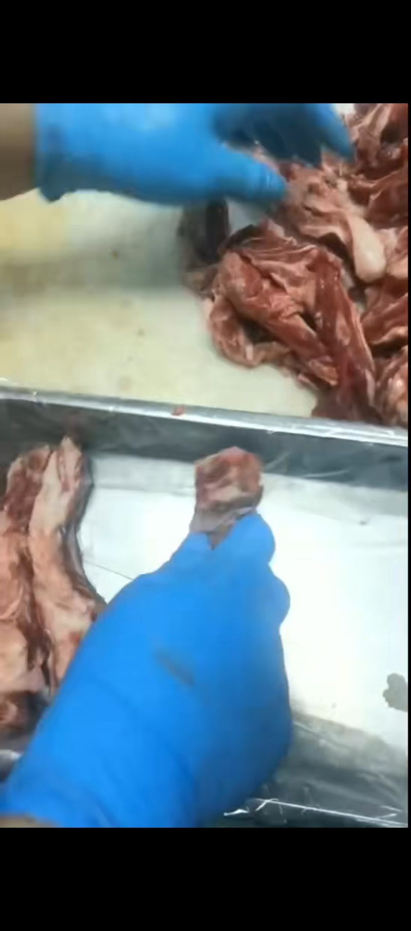 国产谷饲牛肋条肉，品质稳定，牛肋条自助客户看过来