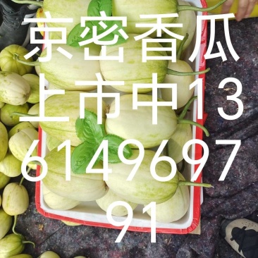 精密甜瓜和花姑娘大量上市中，诚信代收，望有意果商前来洽谈