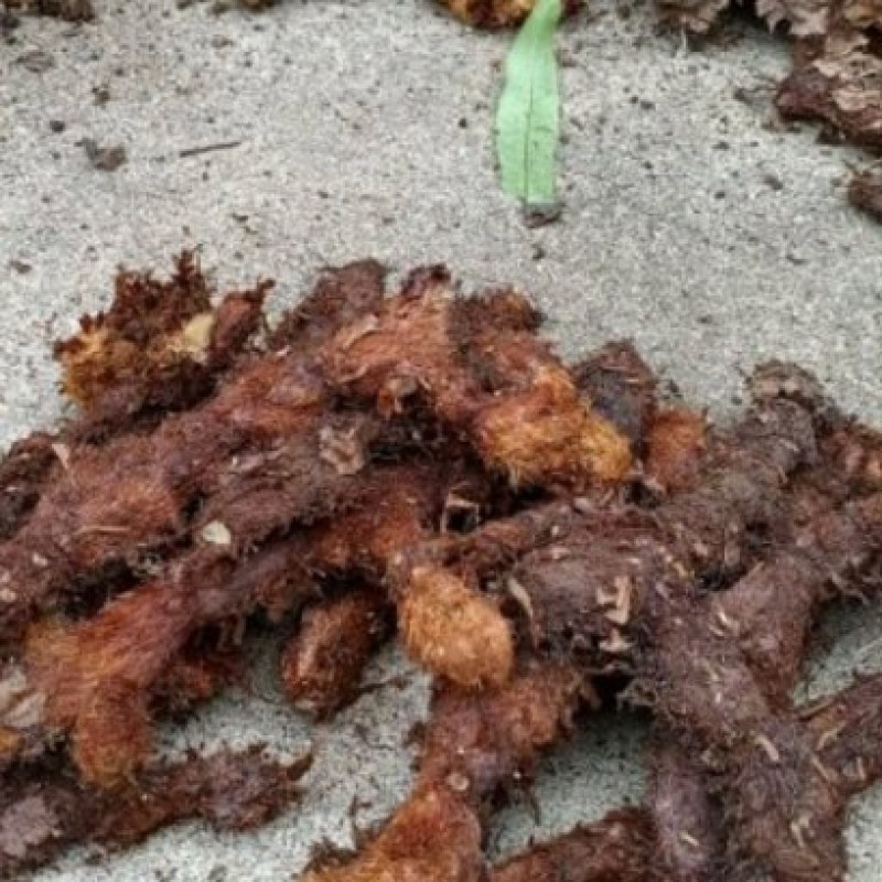 骨碎补鲜货