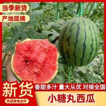 【精品小糖丸西瓜】山东产区现摘现发，代发全国，口感脆甜