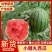 【精品小糖丸西瓜】山东产区现摘现发，代发全国，口感脆甜