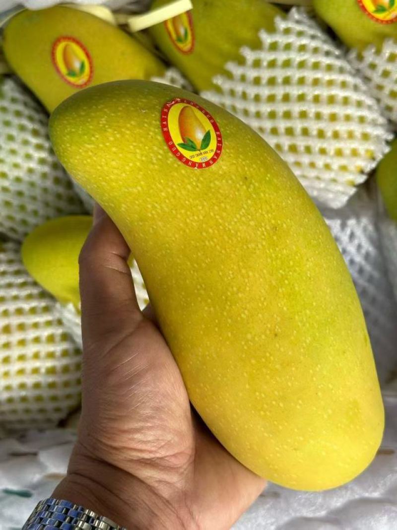 金煌芒，产地直发，诚信经营，有坏果包售后