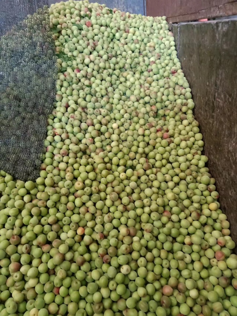漳州精品青梅产地直发一手货源保质保量代发全国