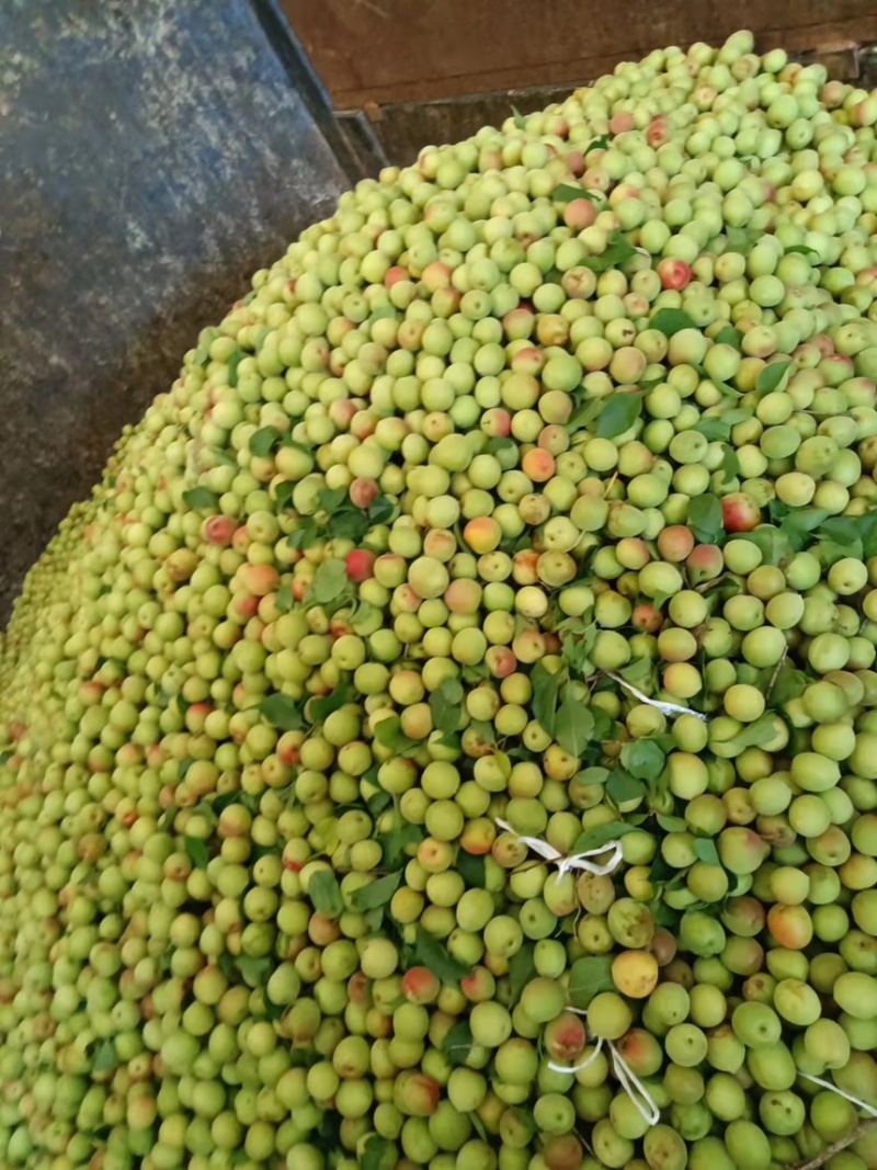 漳州精品青梅产地直发一手货源保质保量代发全国