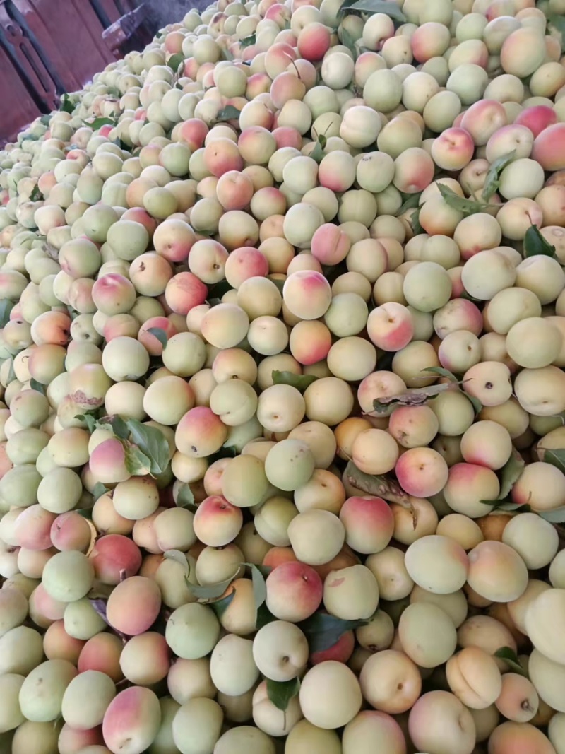 漳州精品青梅产地直发一手货源保质保量代发全国
