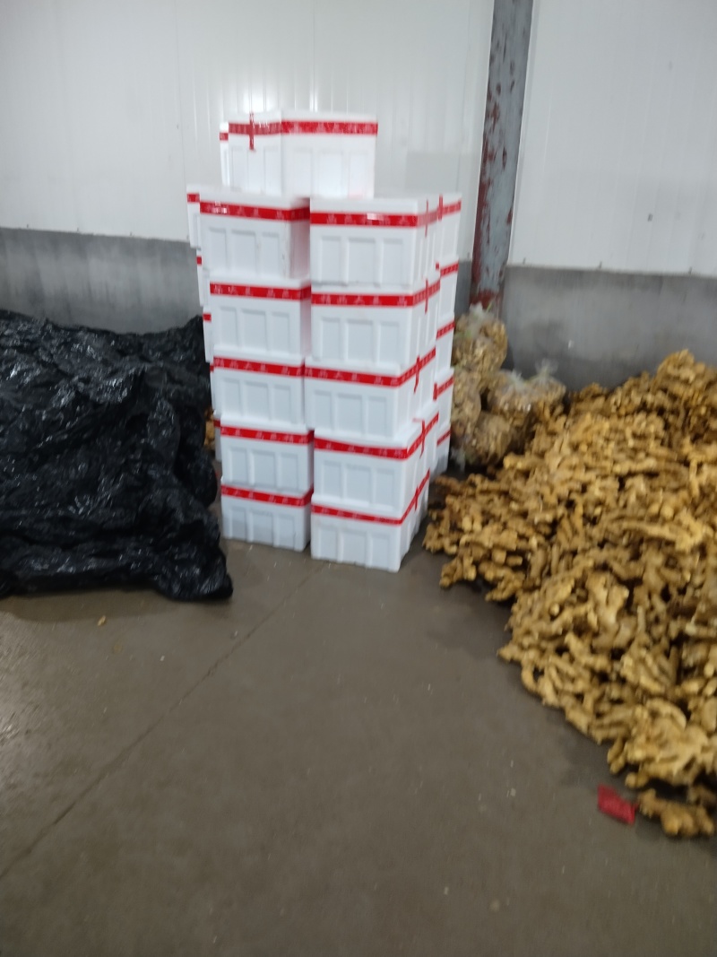 山东昌邑精品水洗大黄姜（市场货、商超货、电商货）大量供应
