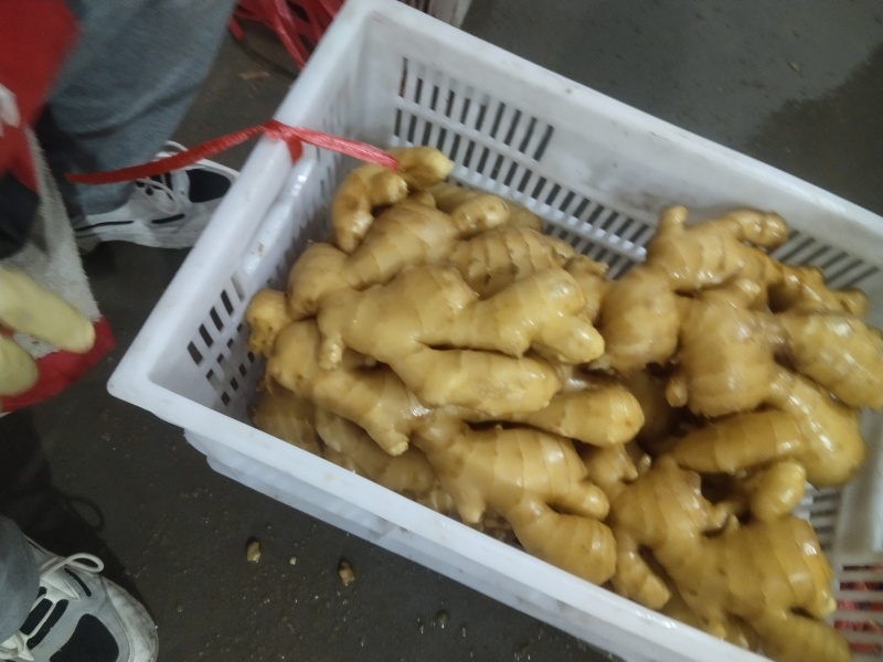 山东昌邑精品水洗大黄姜（市场货、商超货、电商货）大量供应