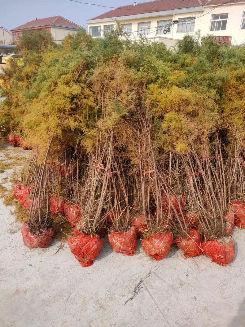 红柳柽柳丛生柽柳古桩树盐碱地生长易成活
