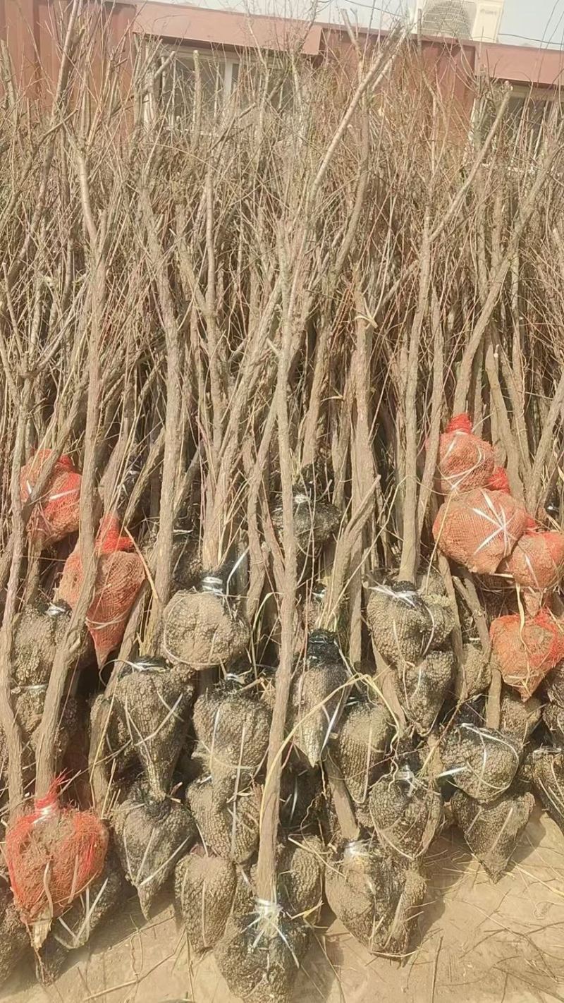 红柳柽柳丛生柽柳古桩树盐碱地生长易成活