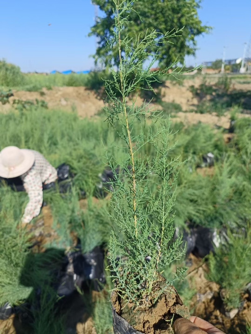 红柳柽柳丛生柽柳古桩树盐碱地生长易成活