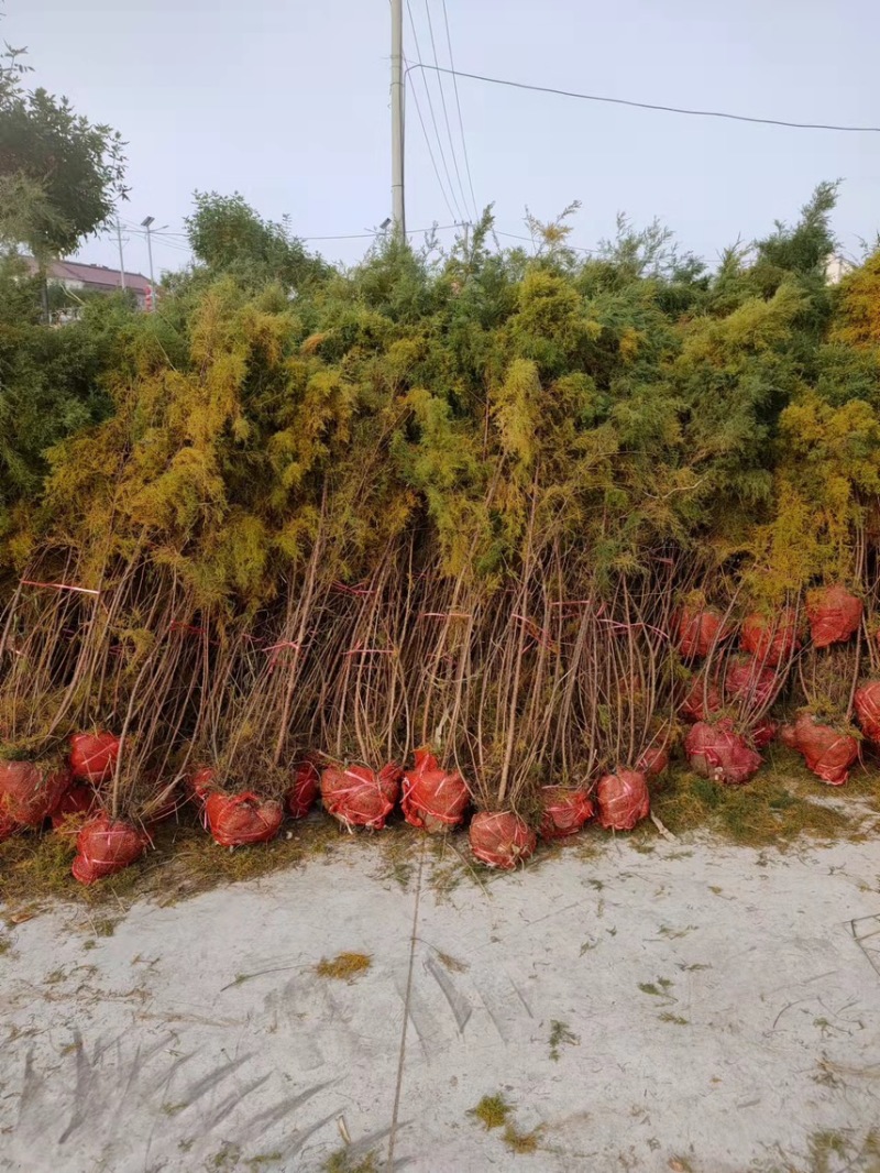 红柳柽柳丛生柽柳古桩树盐碱地生长易成活