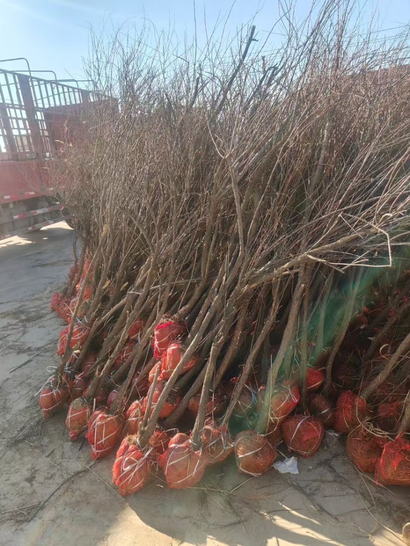 红柳柽柳丛生柽柳古桩树盐碱地生长易成活