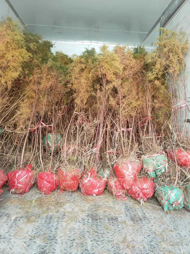 红柳柽柳丛生柽柳古桩树盐碱地生长易成活