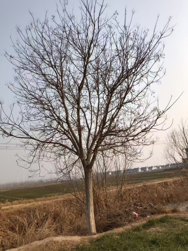 国槐丛生国槐基地直发手续齐全易成活