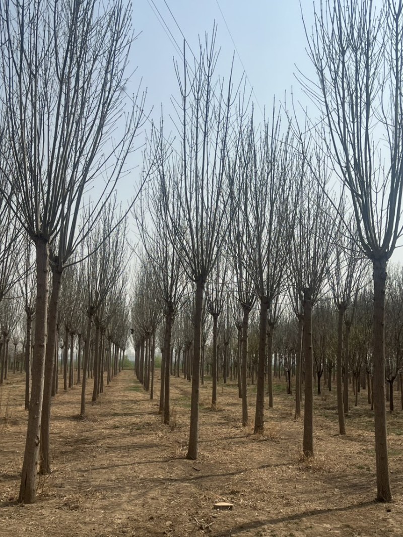 国槐丛生国槐基地直发手续齐全易成活