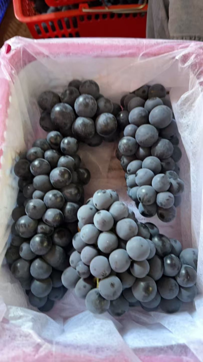 云南夏黑葡萄大量上市，电商货、商超货正在打包！！！