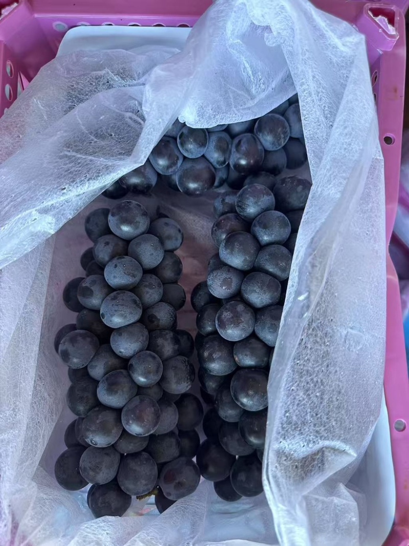云南夏黑葡萄大量上市，电商货、商超货正在打包！！！