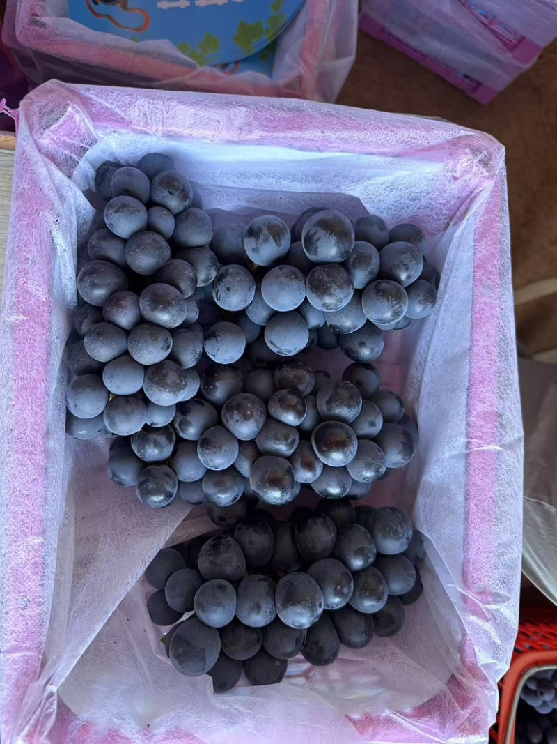 云南夏黑葡萄大量上市，电商货、商超货正在打包！！！