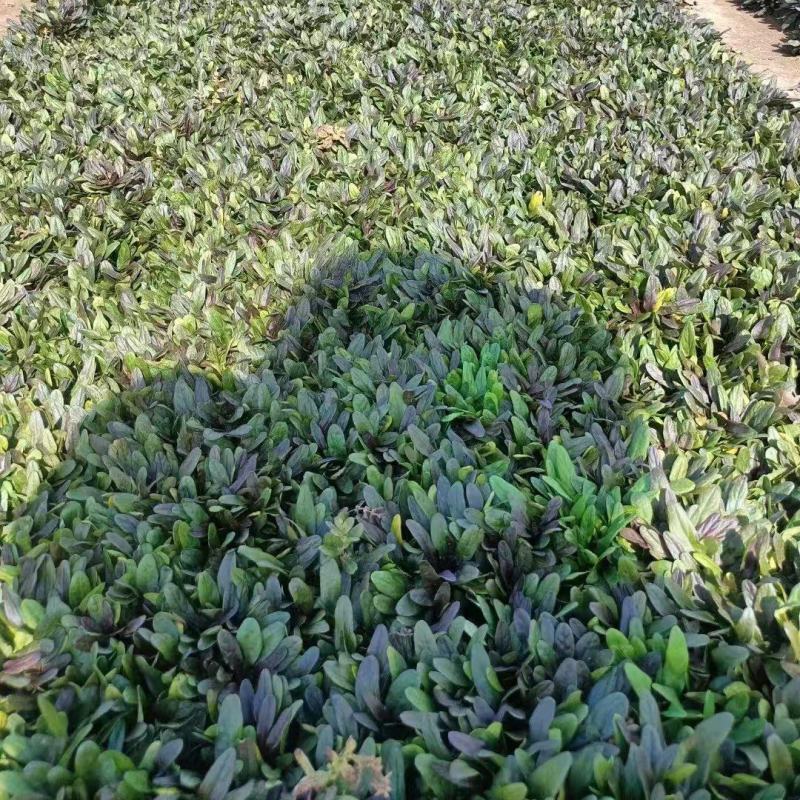 多花筋骨草基地直发品种齐全技术指导量大优惠对接全国
