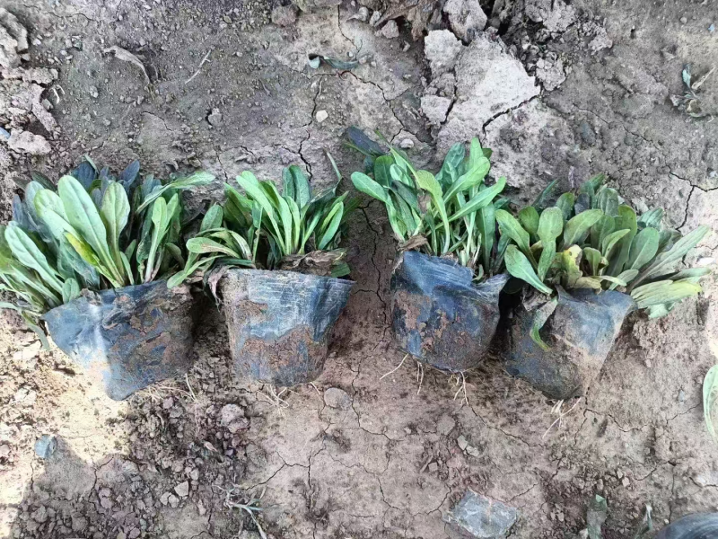 多花筋骨草基地直发品种齐全技术指导量大优惠对接全国