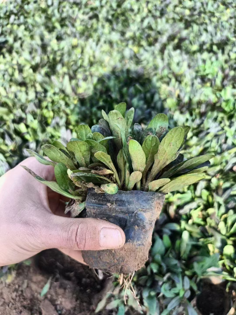 多花筋骨草基地直发品种齐全技术指导量大优惠对接全国