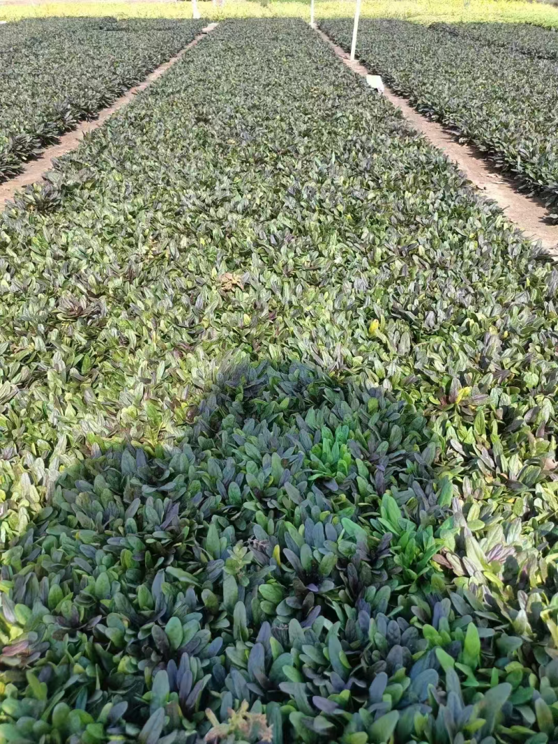 多花筋骨草基地直发品种齐全技术指导量大优惠对接全国