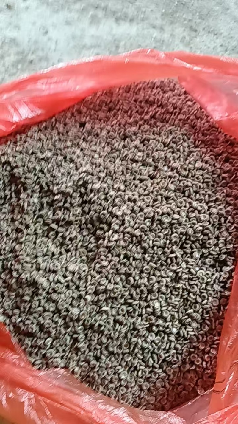 江西道地中药材粉防己种子，提技术指导！