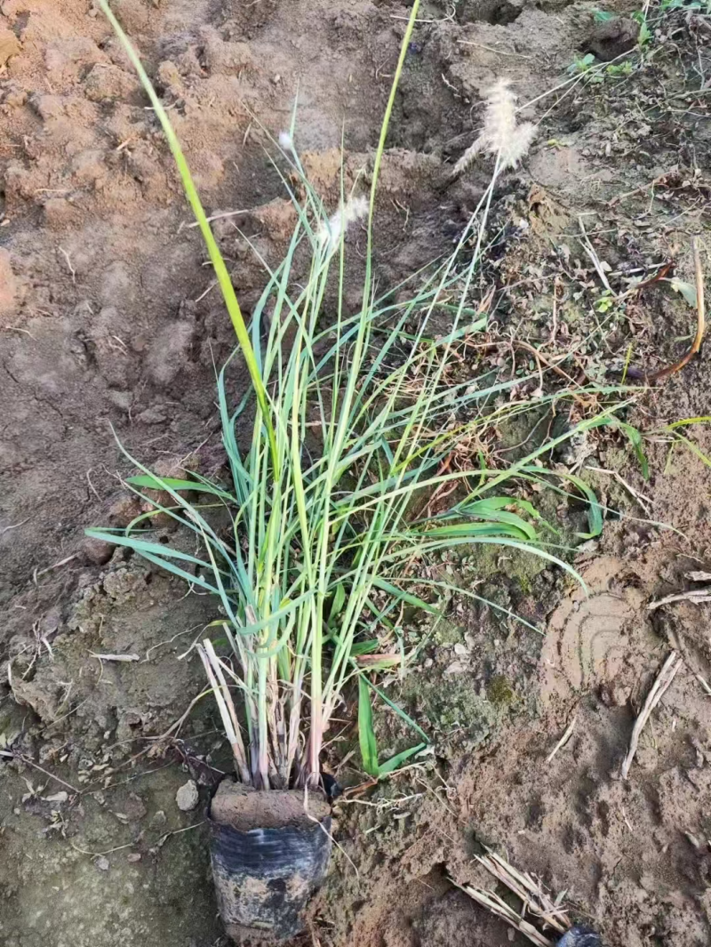 东方狼尾草基地直发品种齐全技术指导量大优惠对接全国