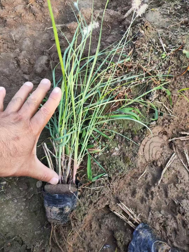 东方狼尾草基地直发品种齐全技术指导量大优惠对接全国