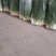 分葱