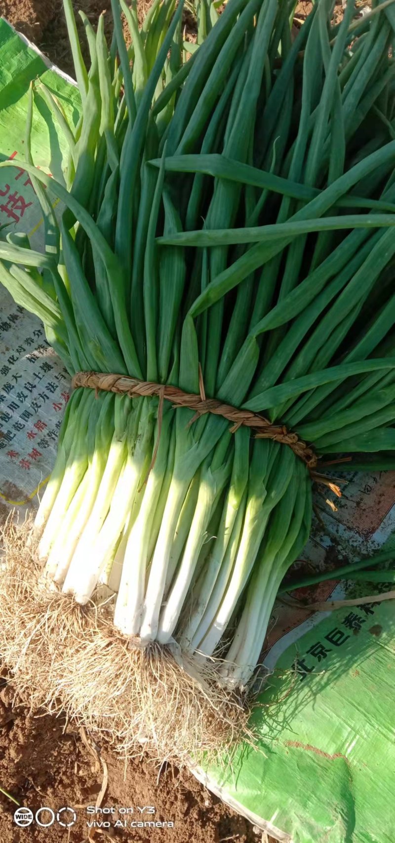 分葱