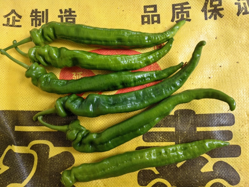 螺丝椒，青椒，产地发货