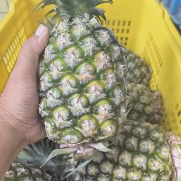 金钻凤梨