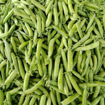 精品中豌9号，青豌豆荚大长角