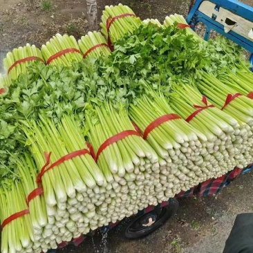 大芹菜