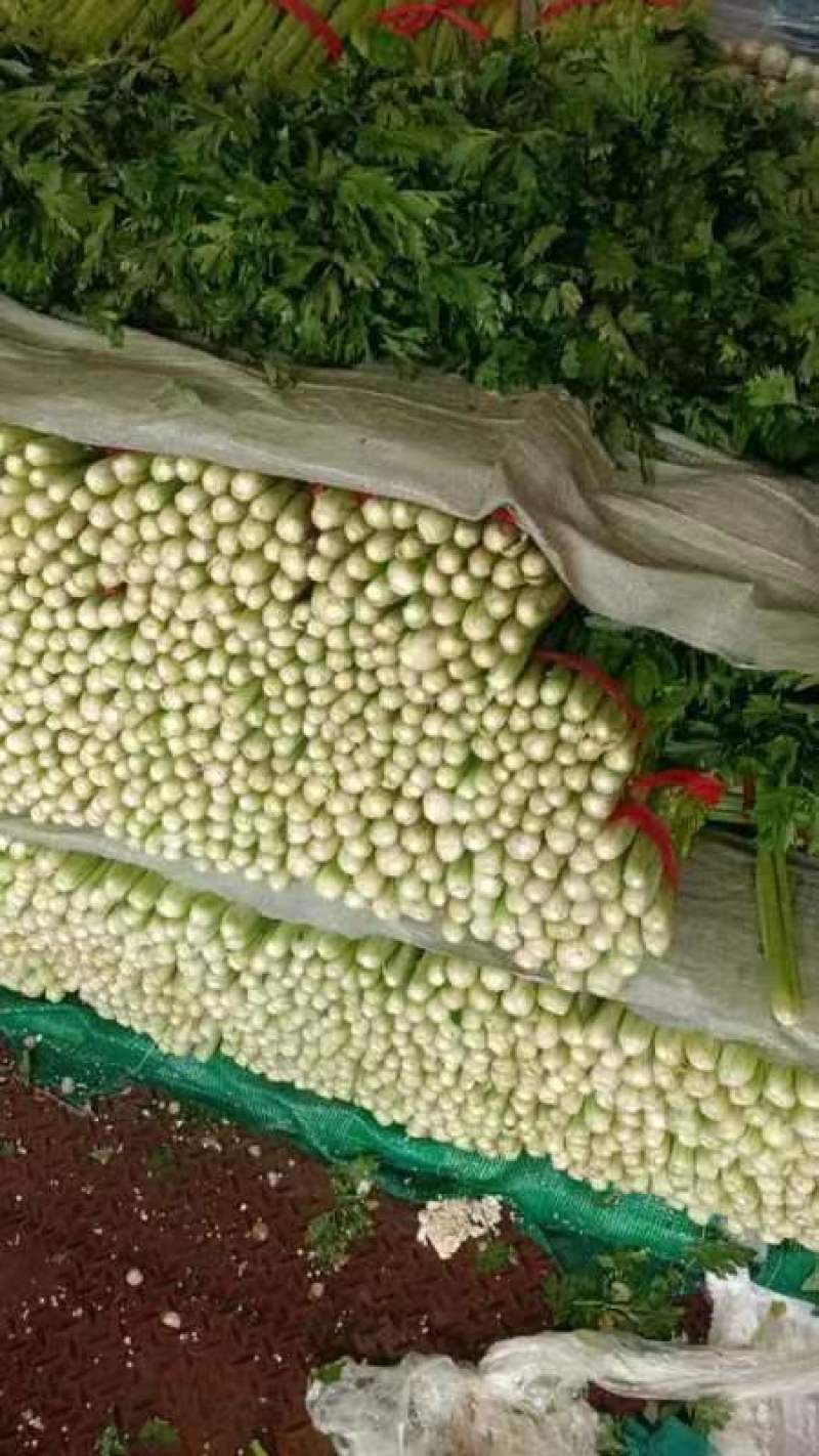 大芹菜