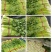 大芹菜