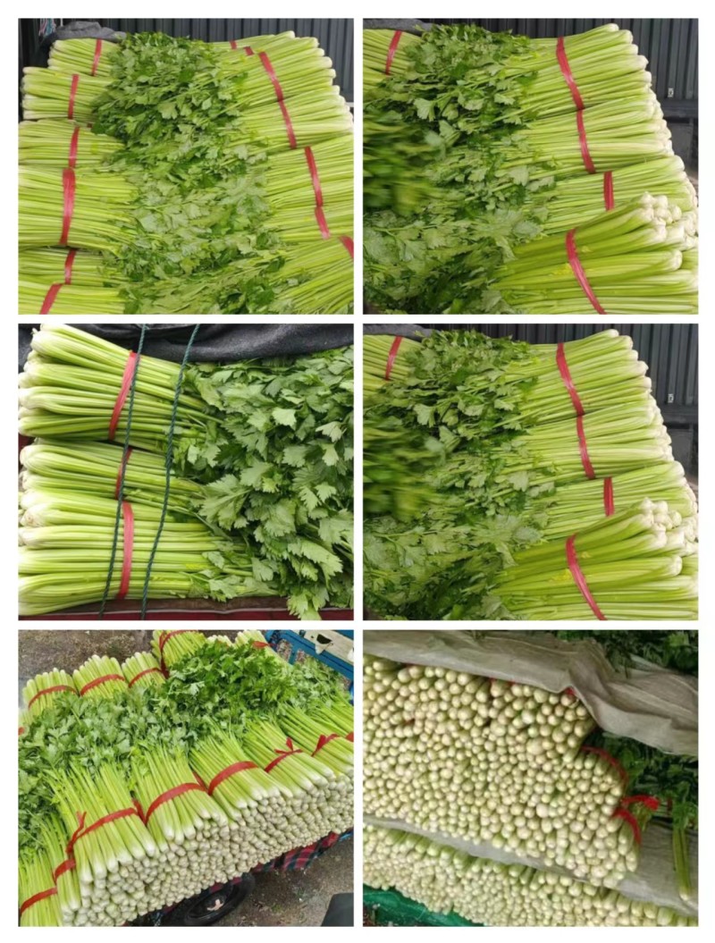 大芹菜