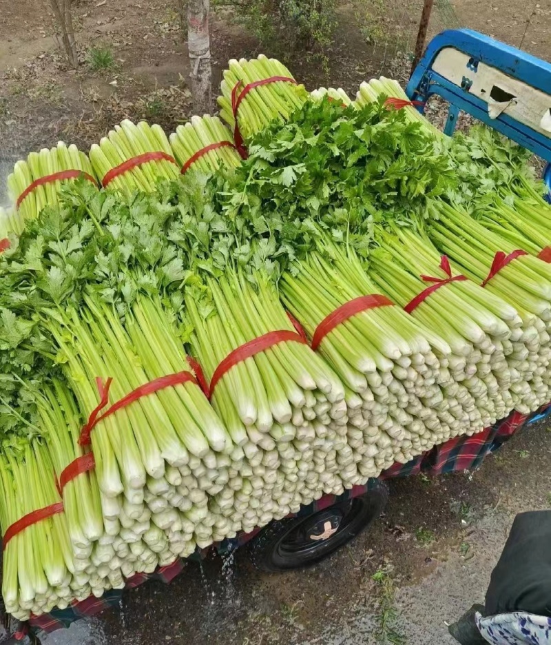 大芹菜