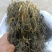 精品雪里红梅干菜大量供货全国发货一手货源支持视频看货