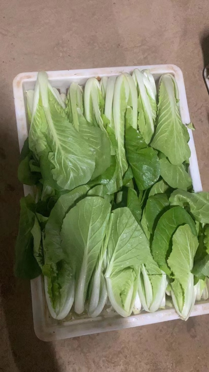 快菜