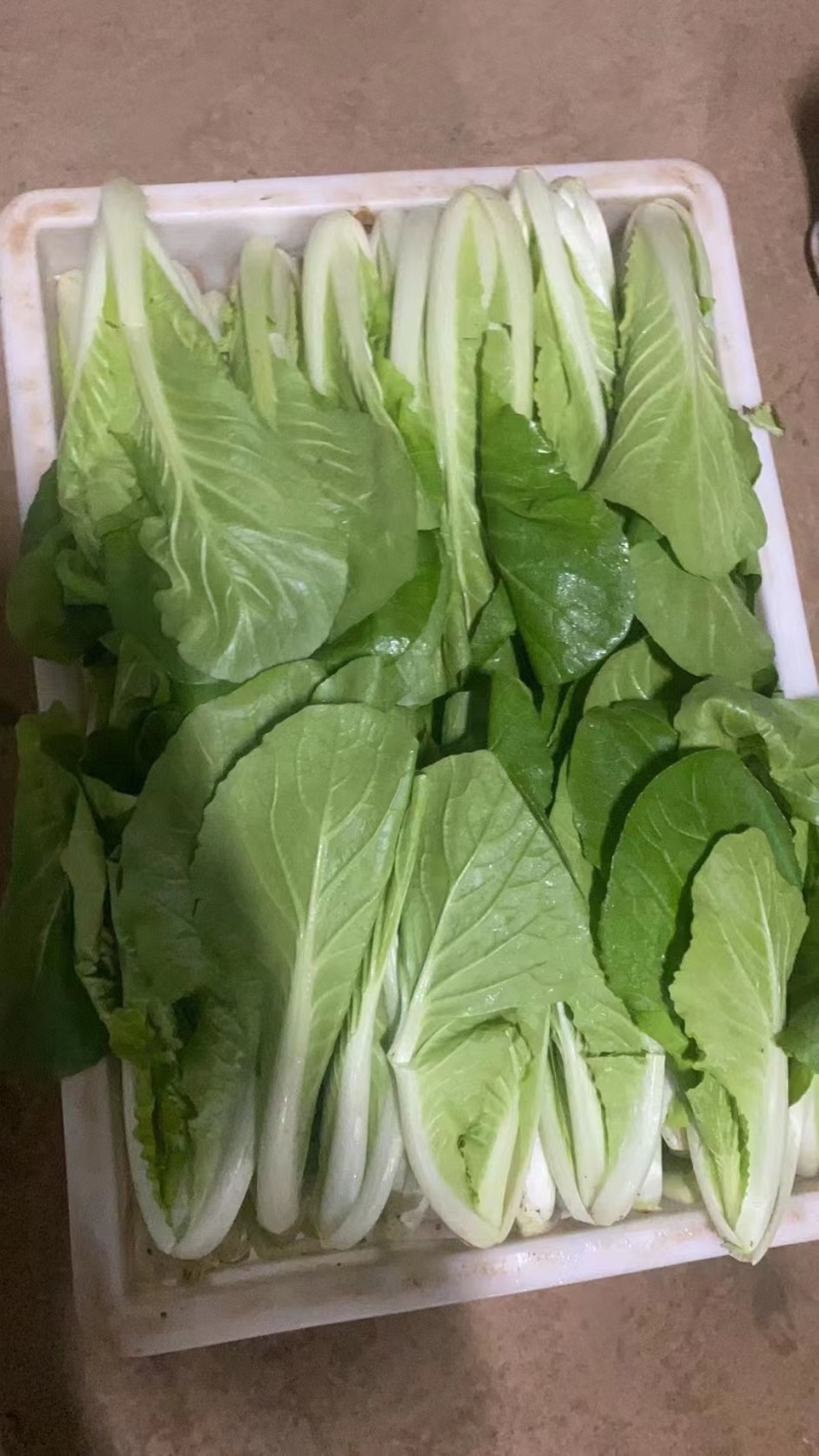 快菜
