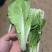 快菜