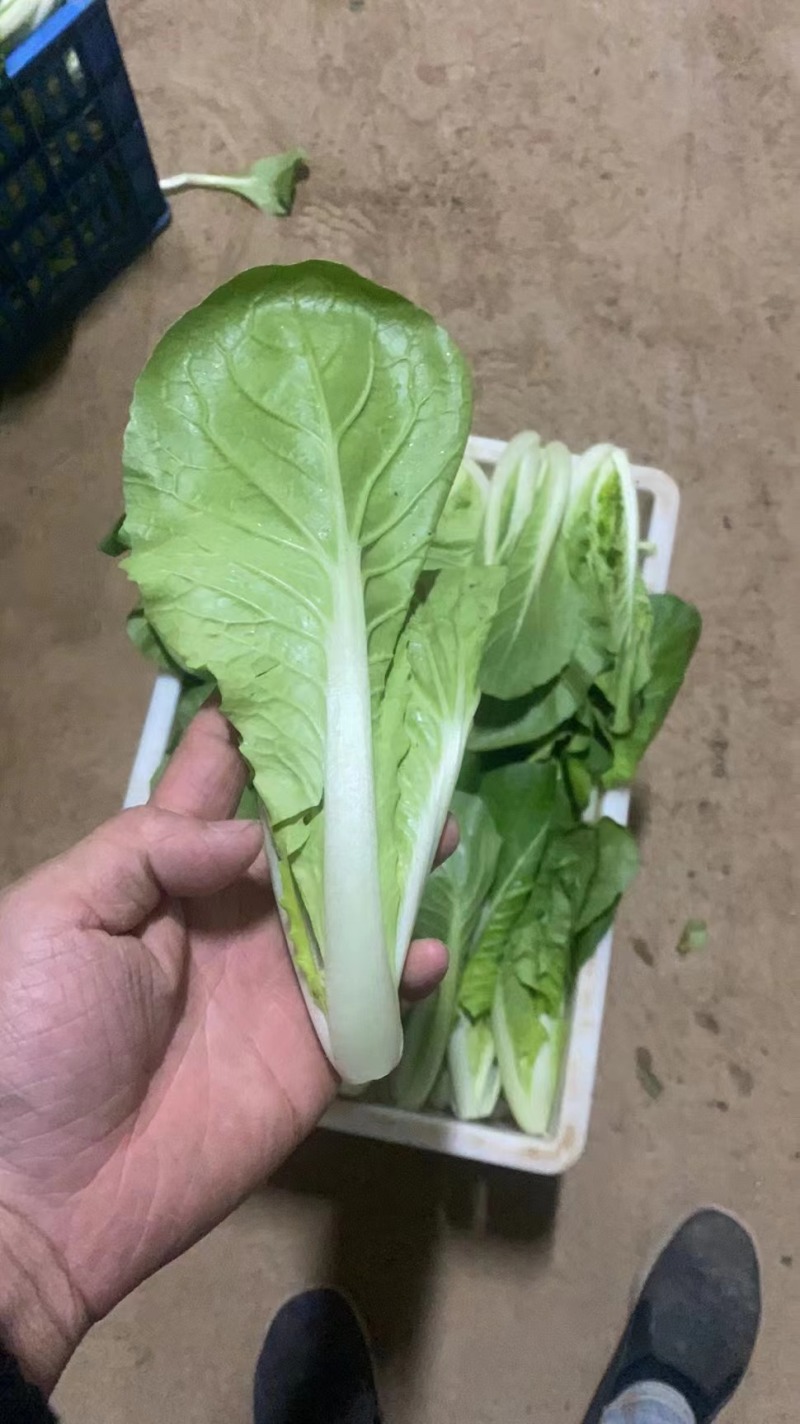 快菜