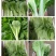 快菜