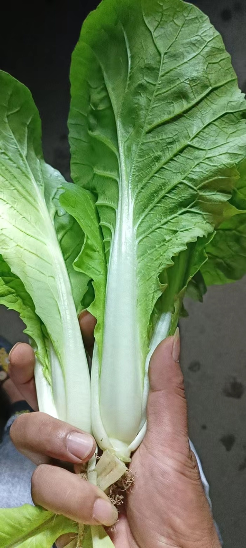 快菜