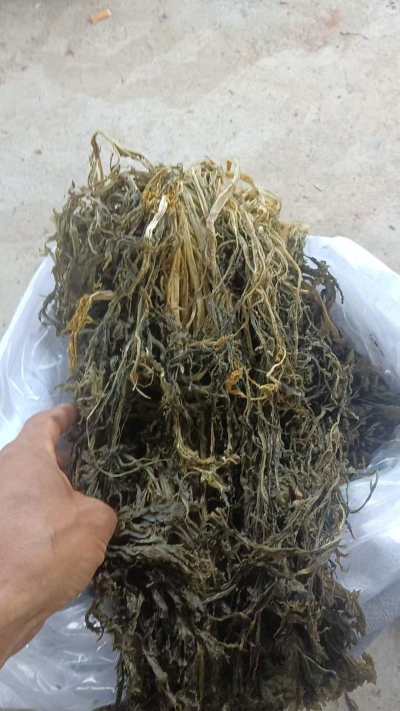 精品雪里红梅干菜大量供货全国发货一手货源支持视频看货