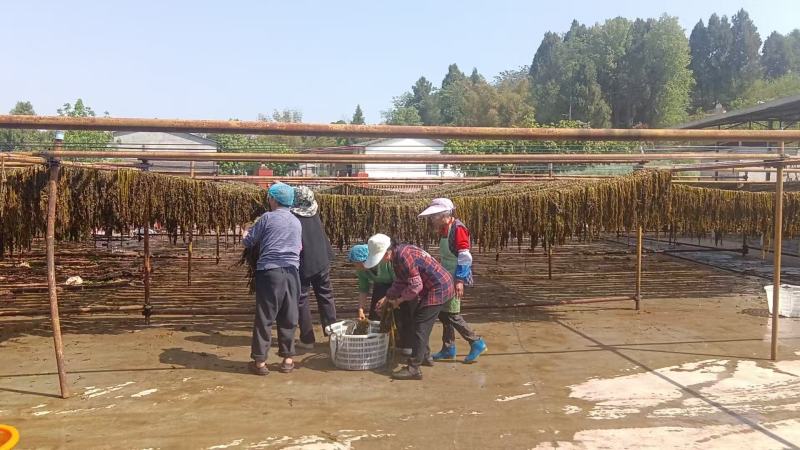 精品雪里红梅干菜大量供货全国发货一手货源支持视频看货