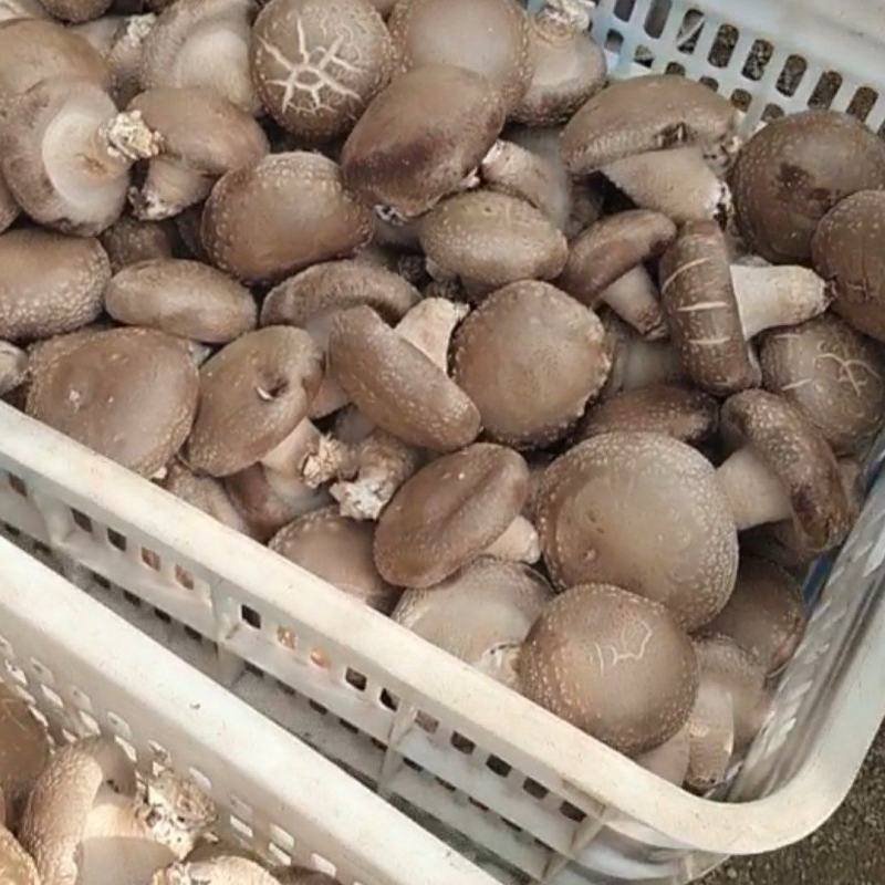 0912香菇