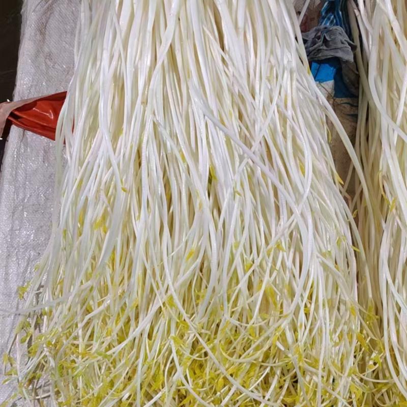 【优选】溧阳优质白芹大量供应品质保障诚信为本